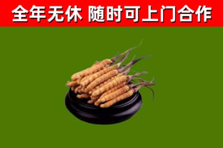 开阳县回收散虫草