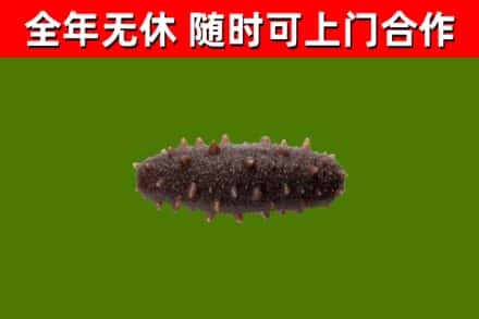 开阳县回收海参干